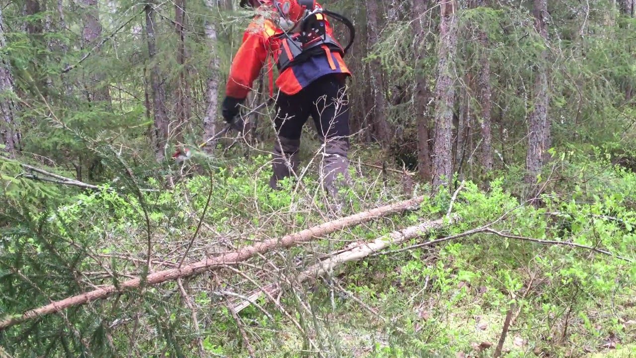 Metsähallitus